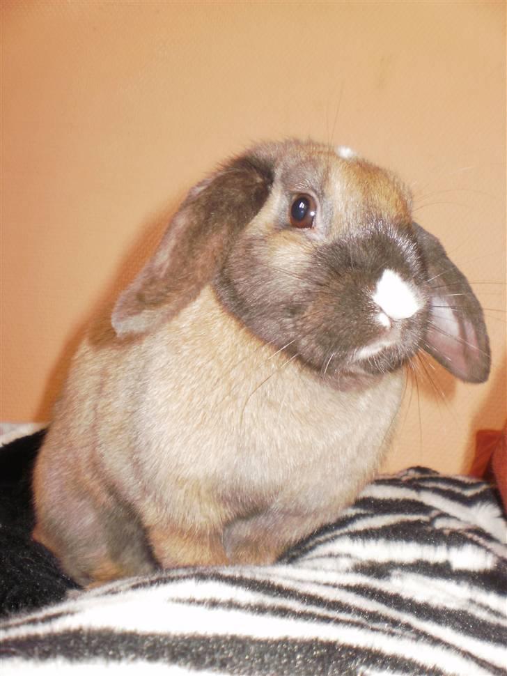 Kanin Theilgaards Tulle  billede 4