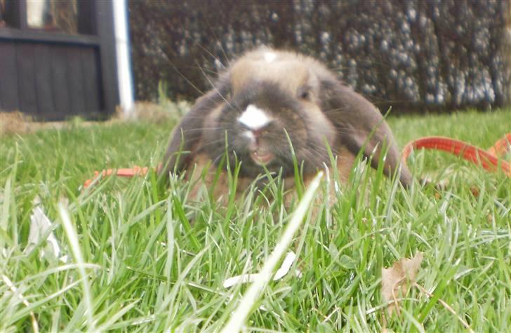 Kanin Theilgaards Tulle  billede 5