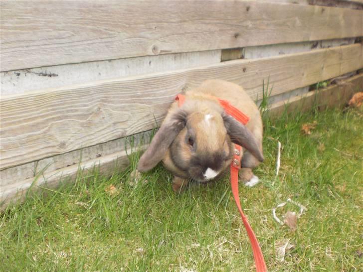 Kanin Theilgaards Tulle  billede 6