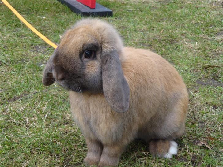 Kanin Winds Kantarel billede 3