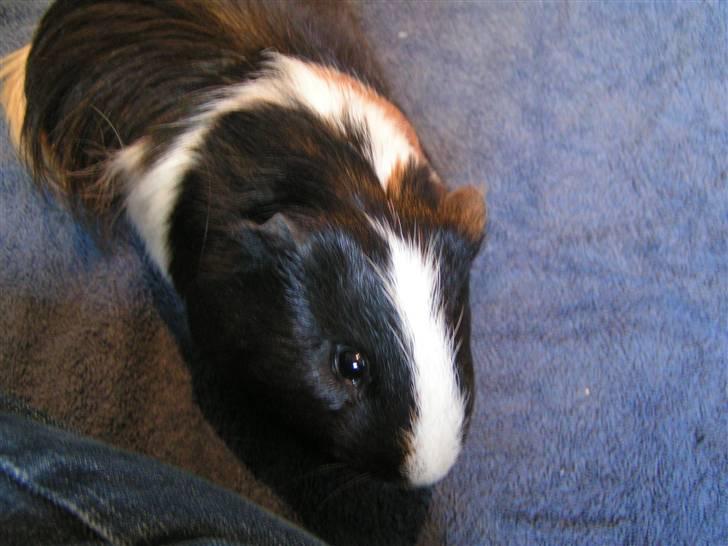 Marsvin Marhcuz billede 6