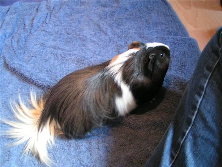 Marsvin Marhcuz billede 7