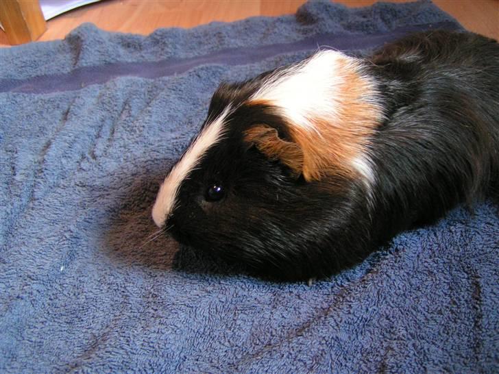 Marsvin Marhcuz billede 8