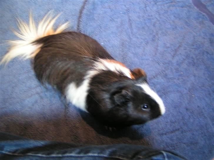 Marsvin Marhcuz billede 9