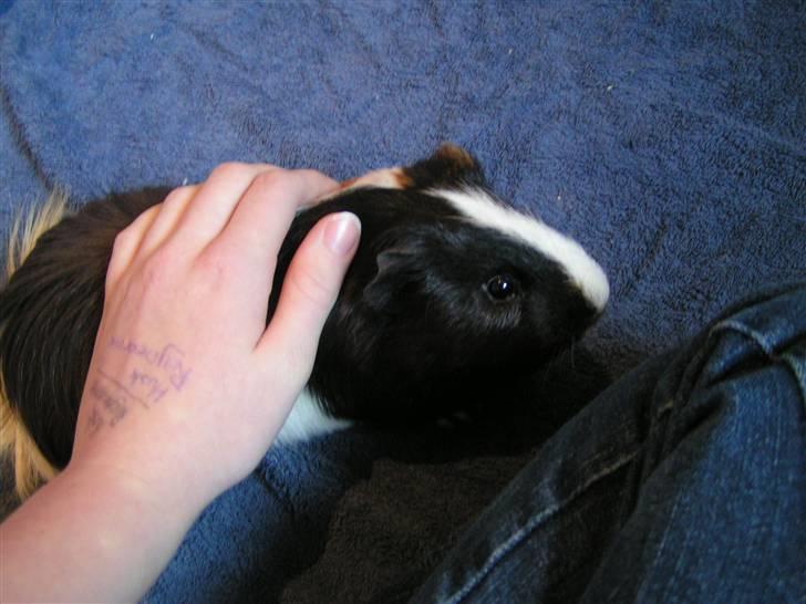 Marsvin Marhcuz billede 10