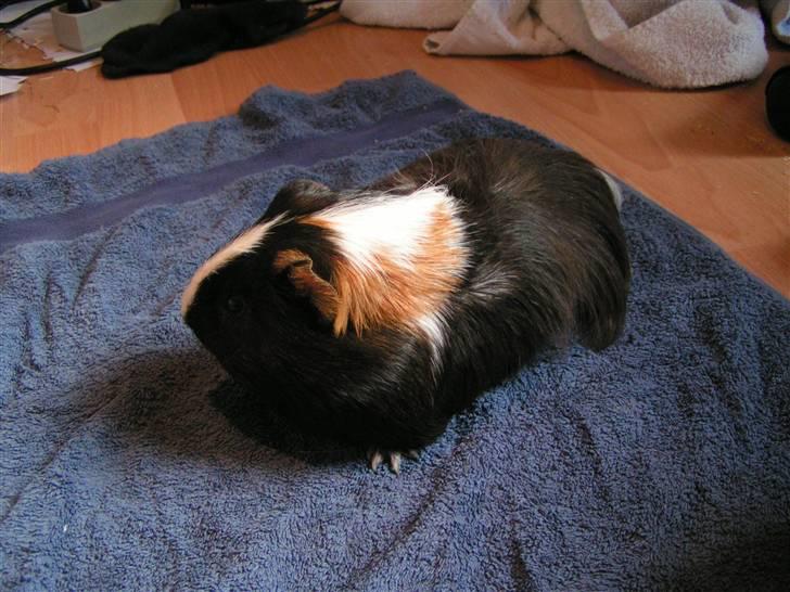 Marsvin Marhcuz billede 11