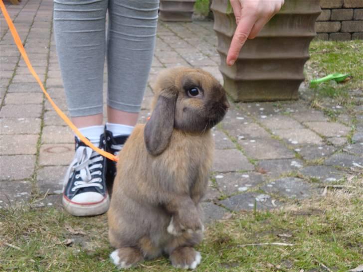 Kanin Winds Kantarel billede 7