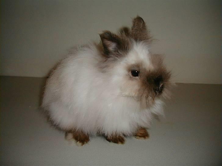 Kanin Stitch - R.I.P. - Velkommen til Stitch profil :o) billede 1