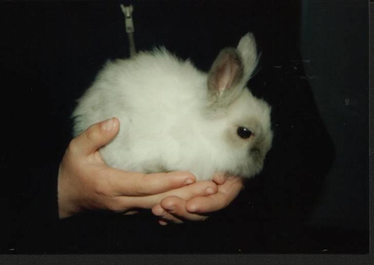 Kanin Stitch - R.I.P. - 12 uger gammel og lige kommet hjem billede 2