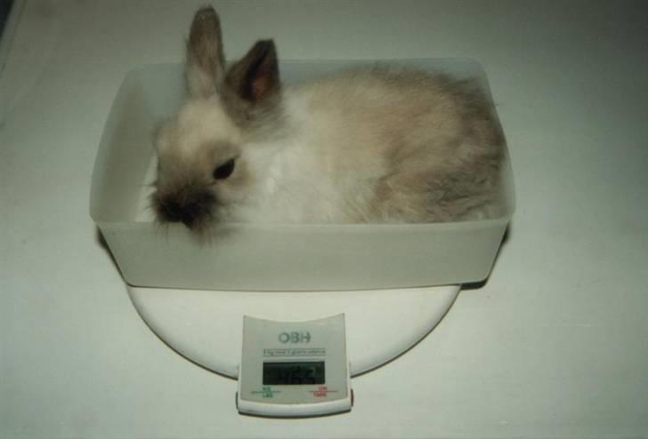 Kanin Stitch - R.I.P. - Stitch vejede kun 465 g, da jeg fik ham som 12 ugers billede 4