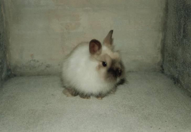 Kanin Stitch - R.I.P. - Påske billede 5