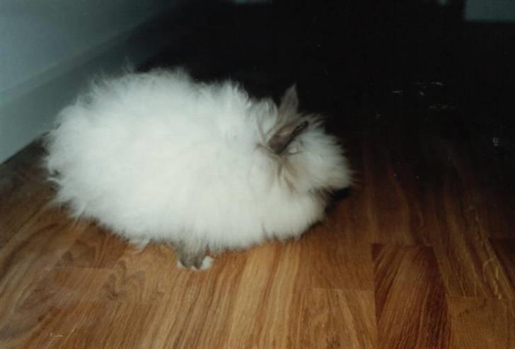 Kanin Stitch - R.I.P. - Stitch ½ år gammel inden klipning billede 6