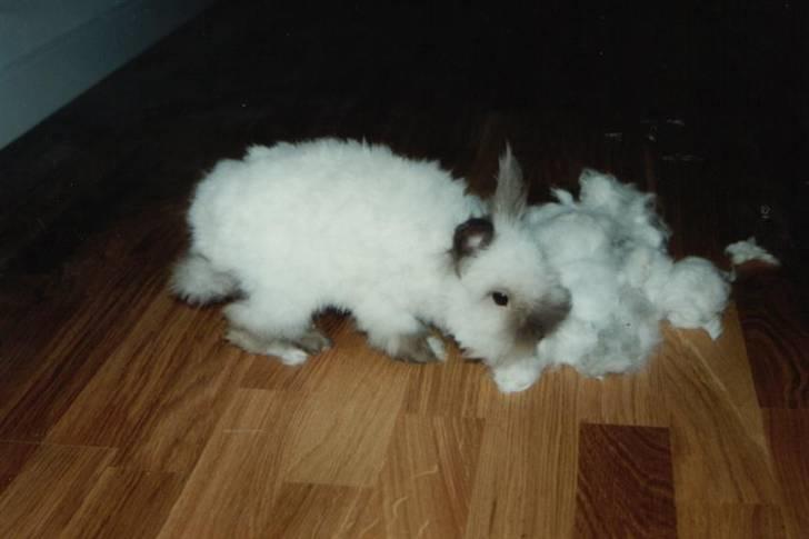 Kanin Stitch - R.I.P. - Stitch ½ år gammel efter klipning billede 7