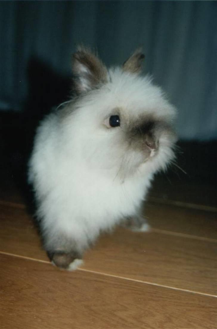 Kanin Stitch - R.I.P. - Juli 2004 billede 8