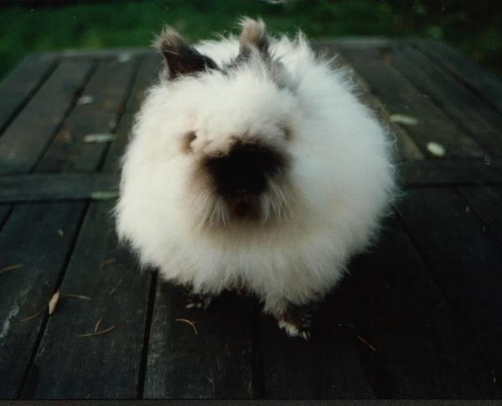 Kanin Stitch - R.I.P. - November 2004 billede 9