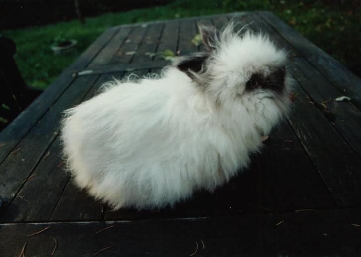 Kanin Stitch - R.I.P. - November 2004 billede 10