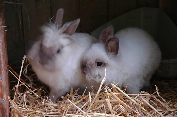 Kanin Stitch - R.I.P. - Juli 2006 - Stitch til højre billede 11