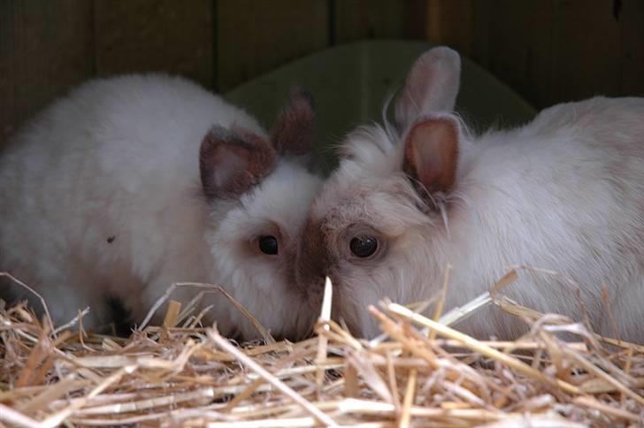 Kanin Stitch - R.I.P. - Juli 2006 - Stitch til venstre billede 12