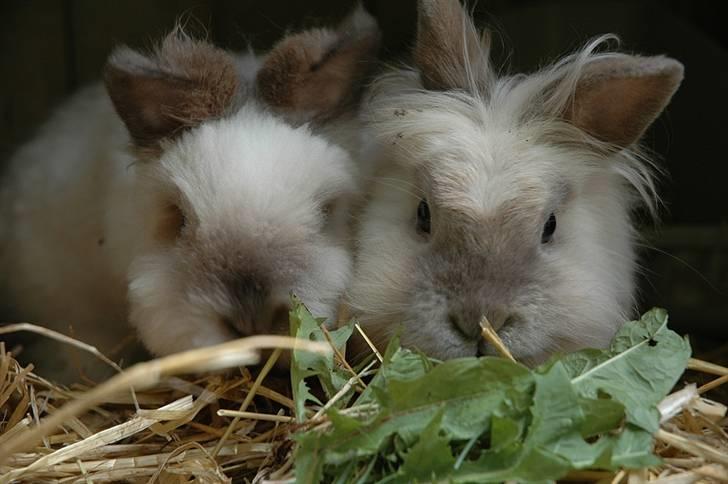 Kanin Stitch - R.I.P. - Juli 2006 - Stitch til venstre billede 13