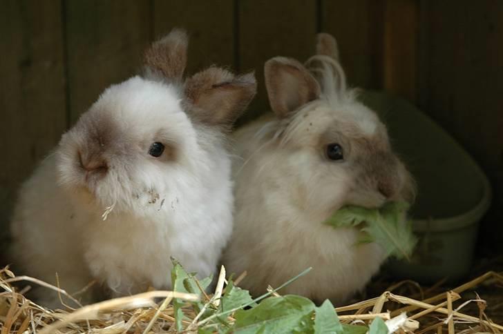 Kanin Stitch - R.I.P. - Juli 2006 - Stitch til venstre billede 14