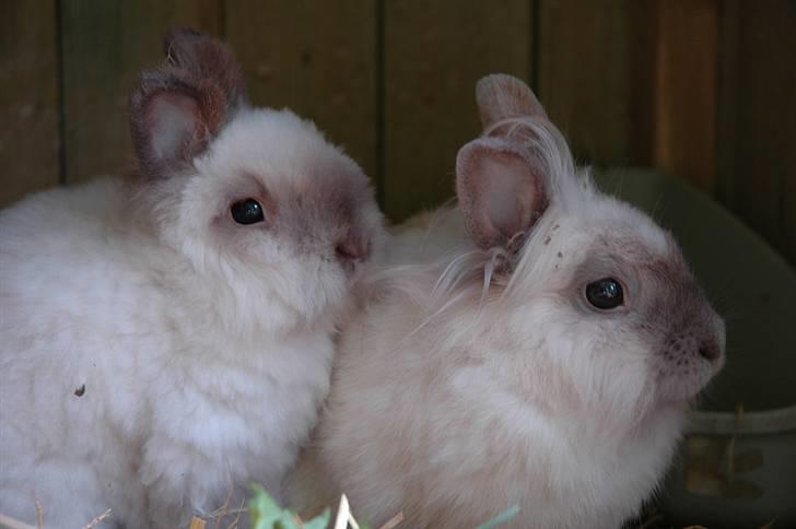 Kanin Stitch - R.I.P. - Juli 2006 - Stitch til venstre billede 15