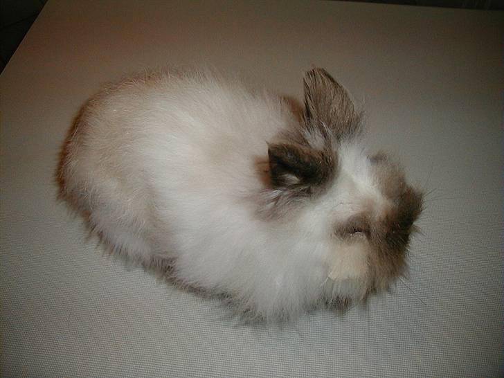 Kanin Stitch - R.I.P. - Stitch på køkkenbordet billede 16