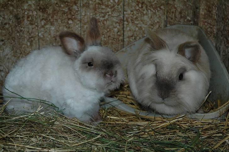 Kanin Stitch - R.I.P. - Juli 2008 - Stitch til venstre billede 18