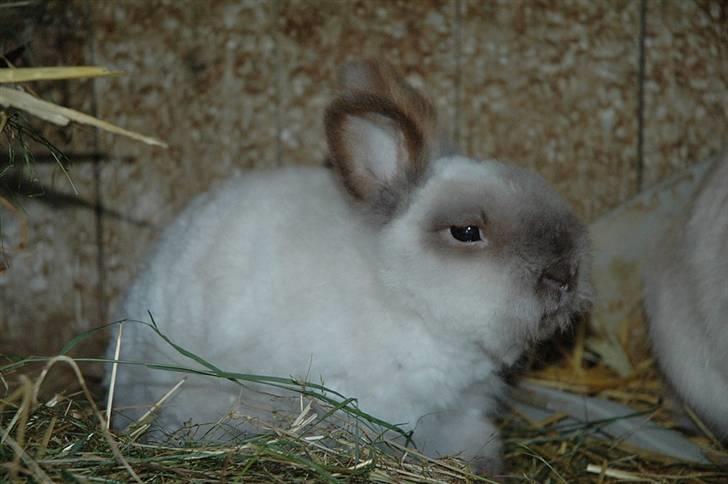 Kanin Stitch - R.I.P. - Juli 2008 billede 19