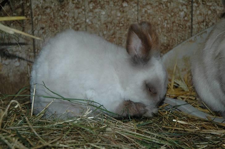 Kanin Stitch - R.I.P. - Juli 2008 billede 20