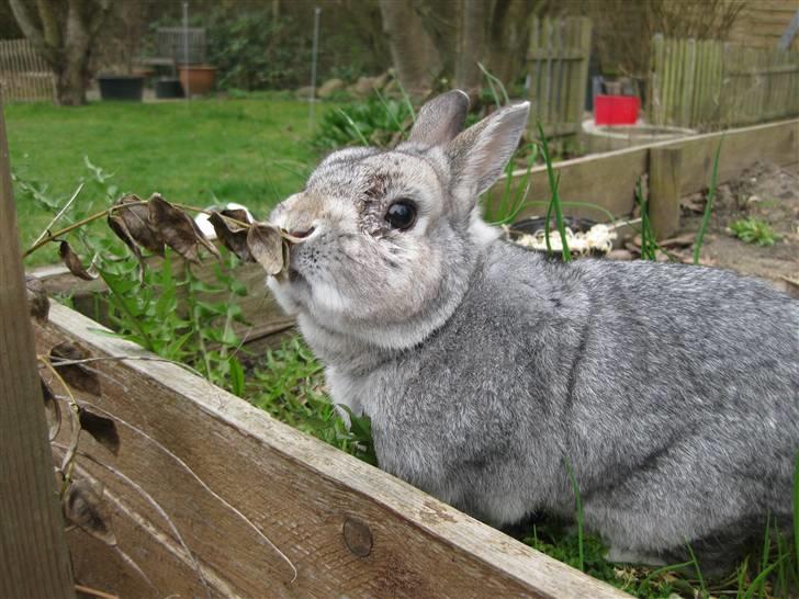 Kanin Ninus billede 13