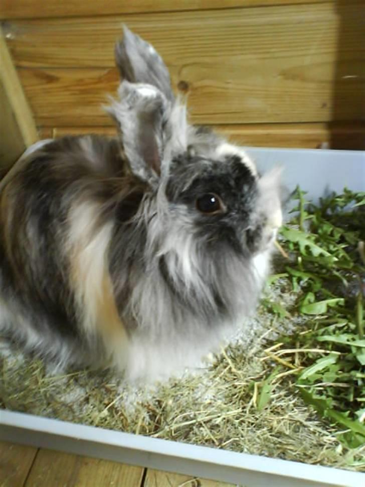 Kanin Holmens Smiley <3 billede 11