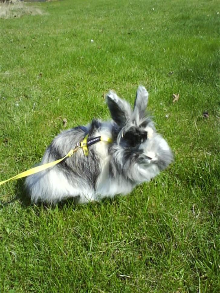 Kanin Holmens Smiley <3 billede 12