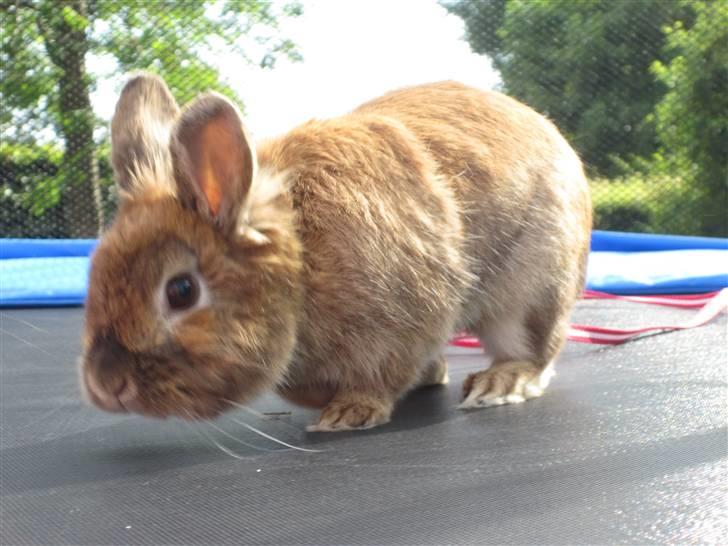 Kanin Ch. Pjuske R.I.P - Lige en tur på trampolinen 2009 Fotograf: mig billede 13