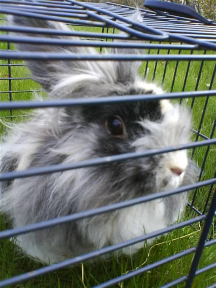 Kanin Holmens Smiley <3 billede 13