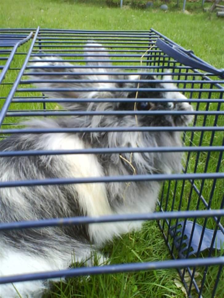 Kanin Holmens Smiley <3 billede 14