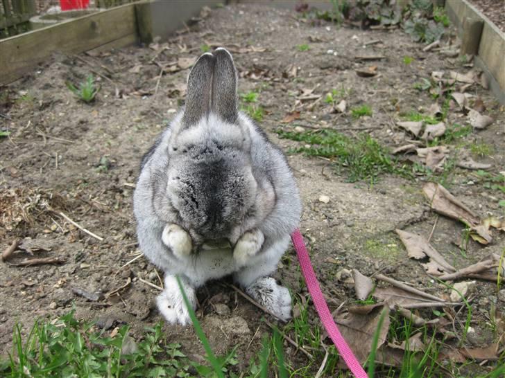 Kanin Ninus billede 14