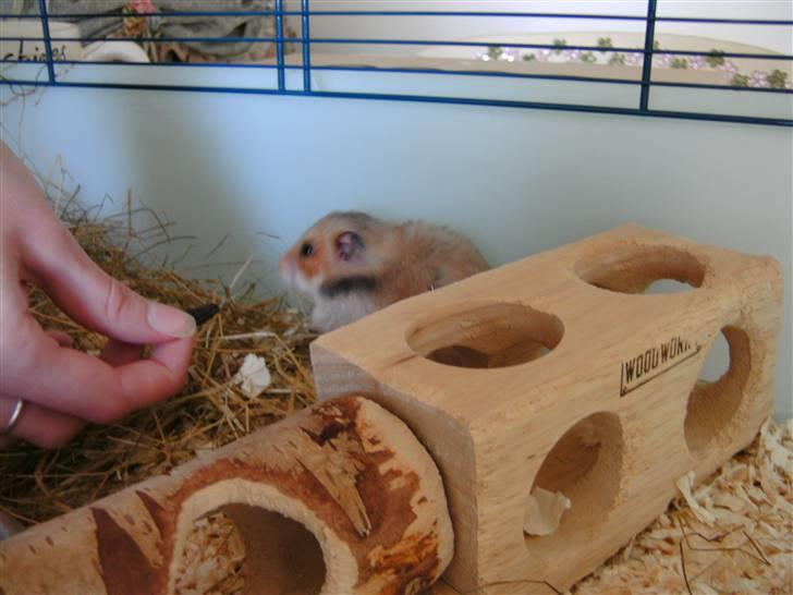 Hamster Rose billede 1