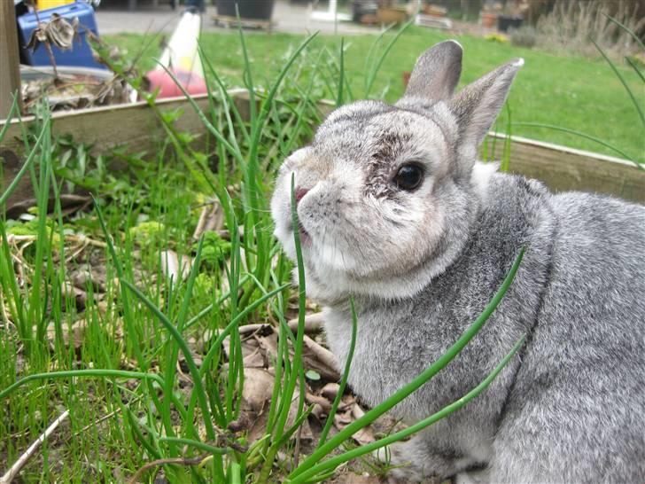 Kanin Ninus billede 15