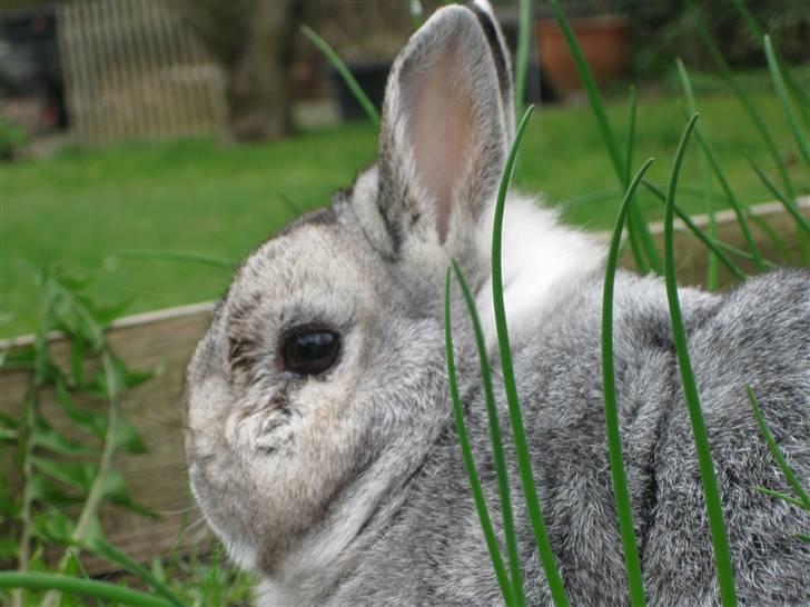 Kanin Ninus billede 16