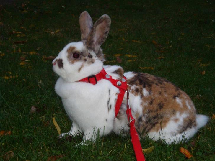 Kanin Tulle-Trunte  billede 2