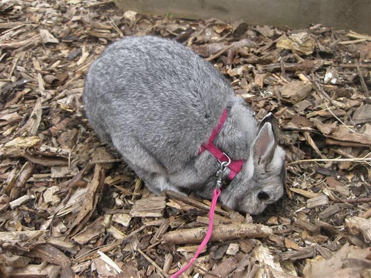 Kanin Ninus billede 17