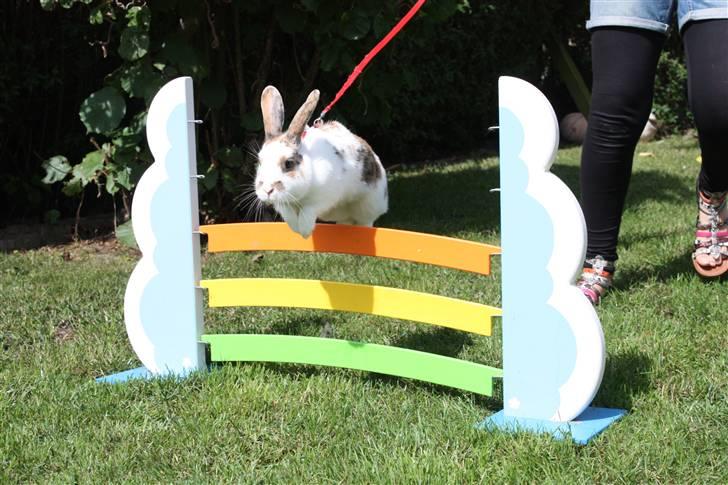 Kanin Tulle-Trunte  - Foto: Nanna R. Petersen billede 3