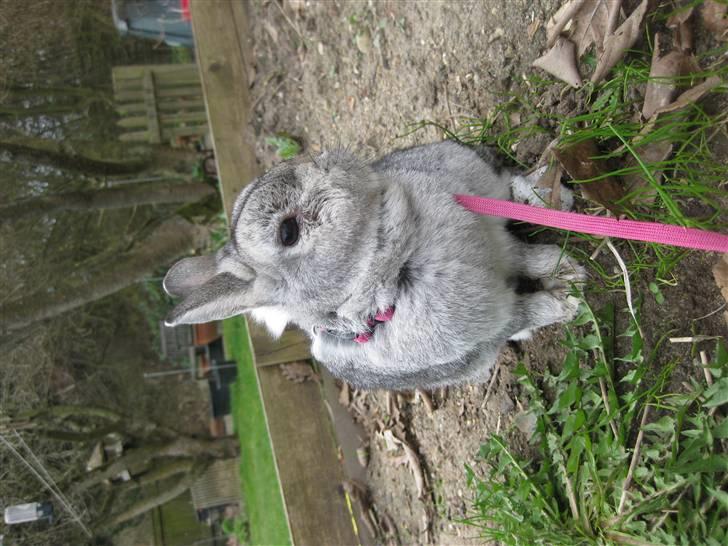 Kanin Ninus billede 18