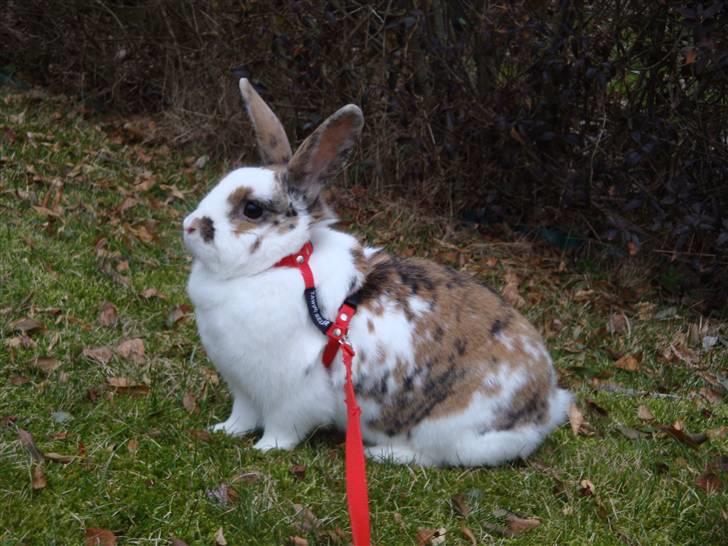 Kanin Tulle-Trunte  billede 4