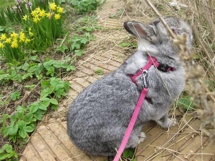 Kanin Ninus billede 19