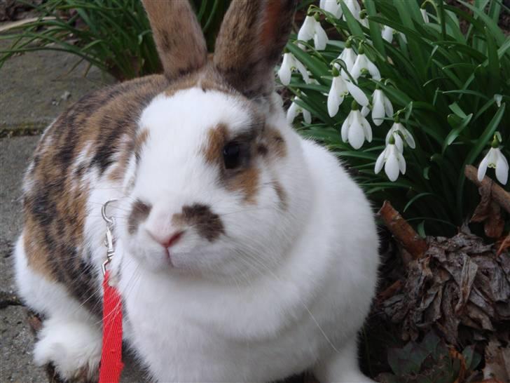 Kanin Tulle-Trunte  billede 5