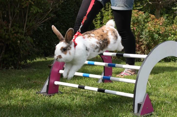 Kanin Tulle-Trunte  - Foto: Nanna R. Petersen  billede 1