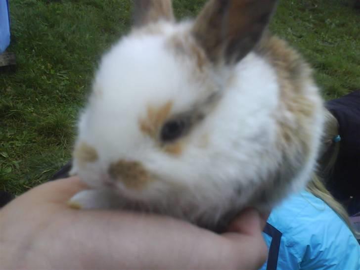 Kanin Tulle-Trunte  - Tulle som baby <33 billede 6