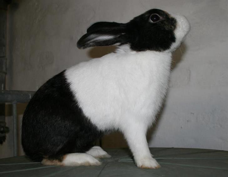 Kanin Beders After Eight billede 1