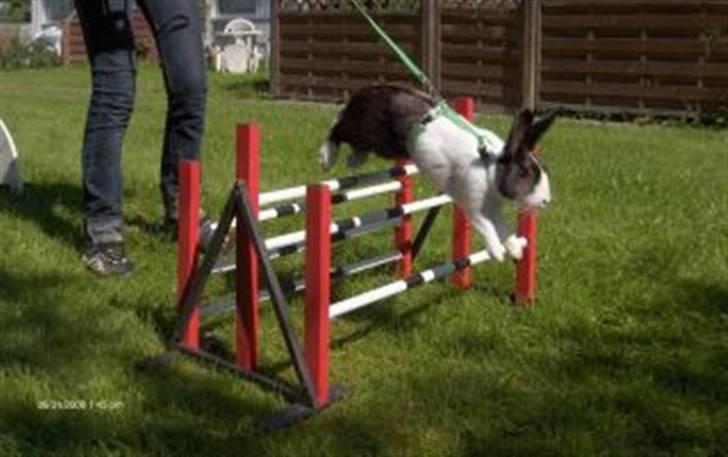 Kanin Beders After Eight billede 2